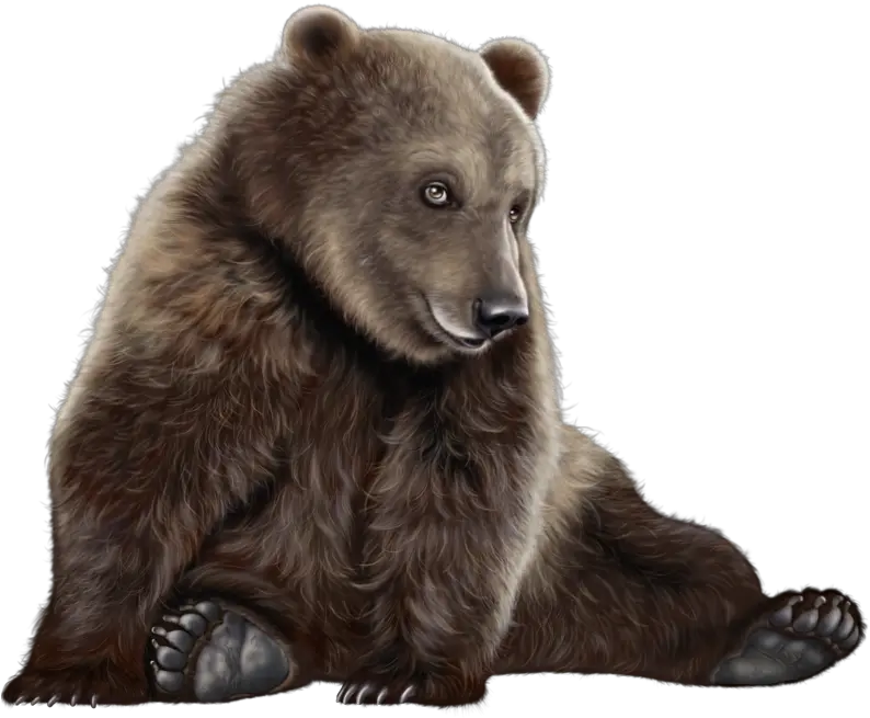 Clipart Bear Png Grizzly Bear Hd Png Brown Bear Png