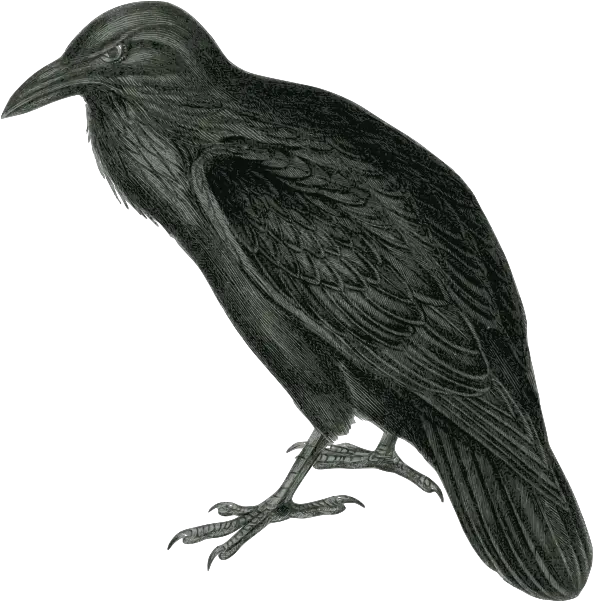 Vector Image Of Dark Colored Raven In Monotone Free Svg Raven Clip Art Png Raven Silhouette Png