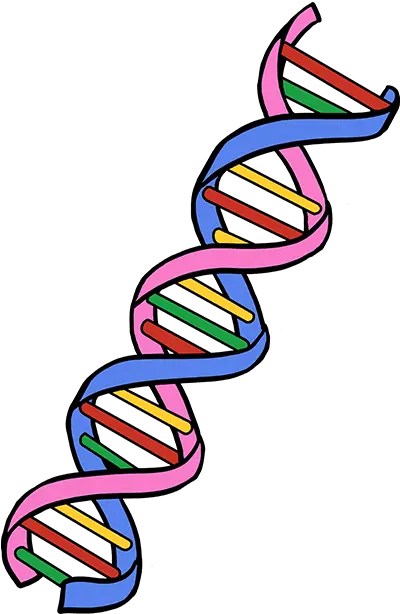 How To Draw Dna Really Easy Drawing Tutorial Adn Draw Png Dna Colorful Icon
