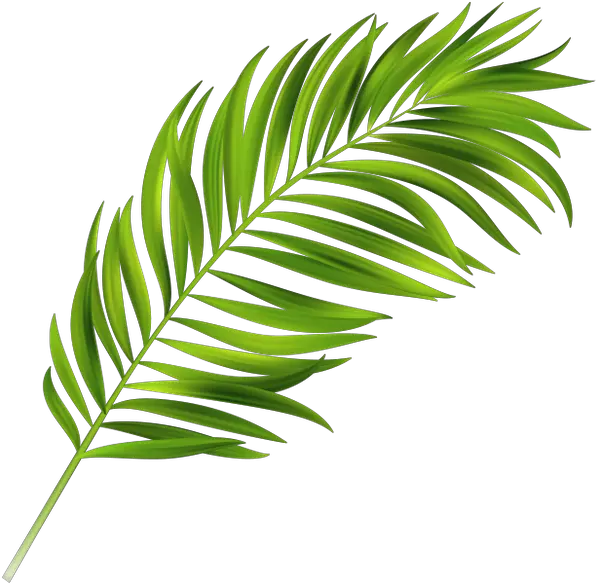 Image Result For Palm Leaves Clipart Vector Tropical Leaf Png Palm Leaves Png