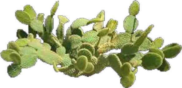 Plant Top View Png Product Item Prickly Pear Top View Prickly Pear Top View Plant Top View Png