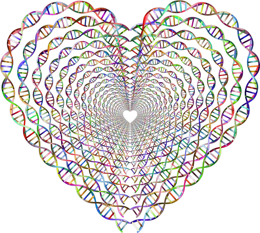 Nucleic Acid Double Helix Coloring Book Dna Heart Art Png Double Helix Png