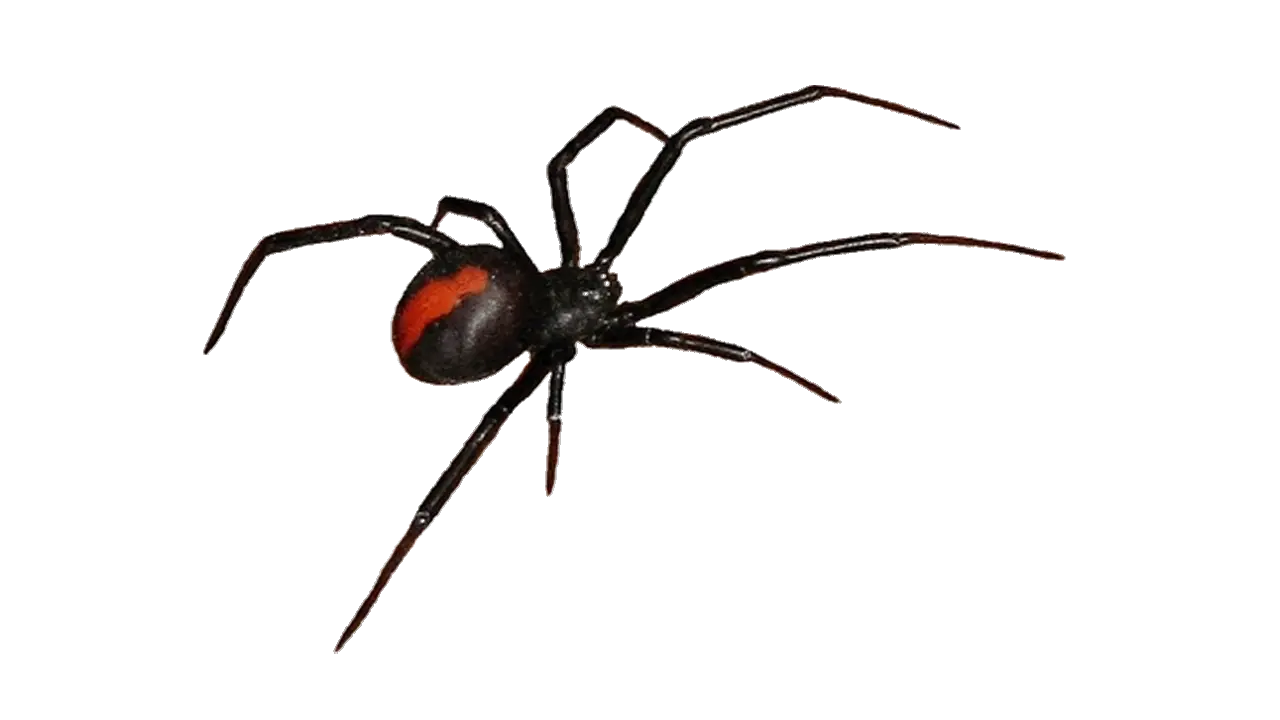 Get Rid Of Cobwebs During Cleaning Black Widow Spider Clipart Png Cobwebs Png