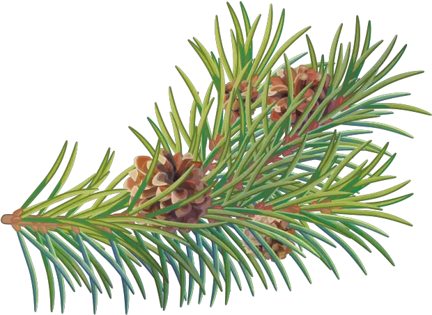 Download Free Png Pine Tree Branch Two Needle Pinyon Pine Two Needle Pinyon Pine Pine Tree Branch Png