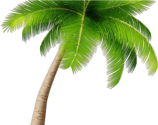 28 Palm Tree Clipart Transparent Png Transparent Background Palm Tree Png Tree Clipart Transparent Background