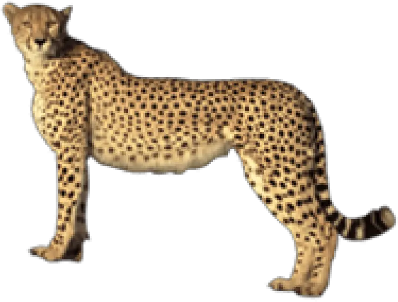 Free Transparent Png Images On Cheetah