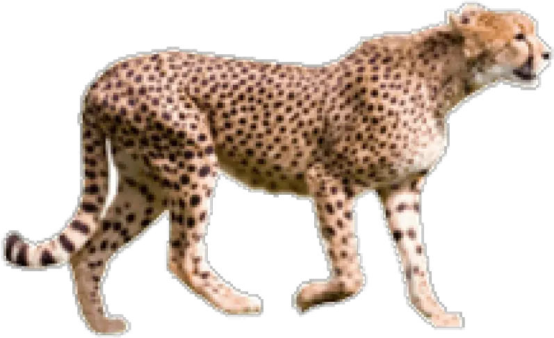 Free Transparent Png Images On Cheetah