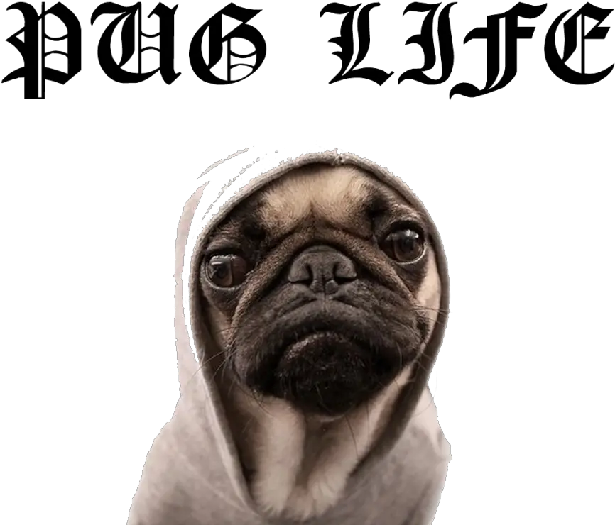 Pug Life Png File For Designing Pug Pug Face Png