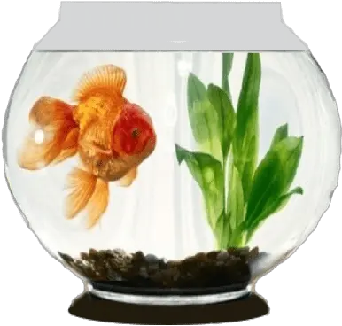 Aquarium Garmin Connect Iq Gold Fish In Aquarium Gif Png Goldfish Icon