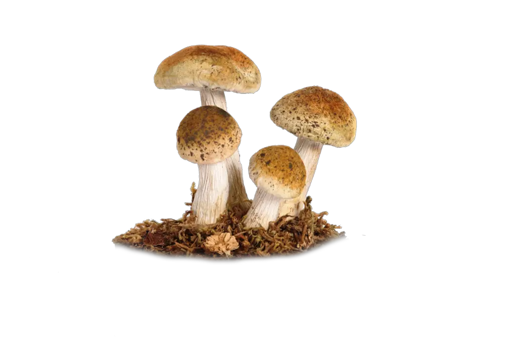 Download Mushroom Png Image Transparent Background Mushroom Png Mushroom Png