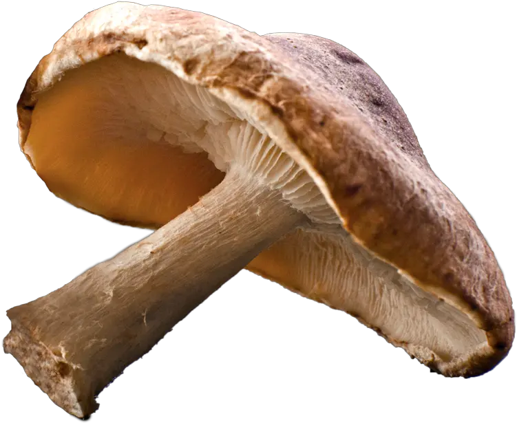 Shiitake Mushroom Png 3 Image Shiitake Mushroom Transparent Background Mushroom Png