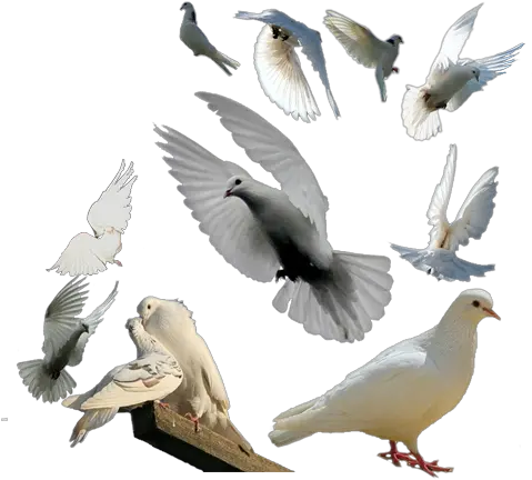 Download Palomas Vector Paloma Volando Pigeon Group Png Columbidae White Paloma Png