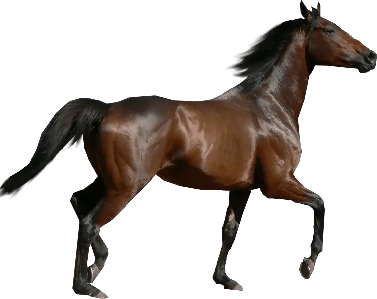 Horse Sideview Transparent Png Transparent Background Horse Png Horse Running Png