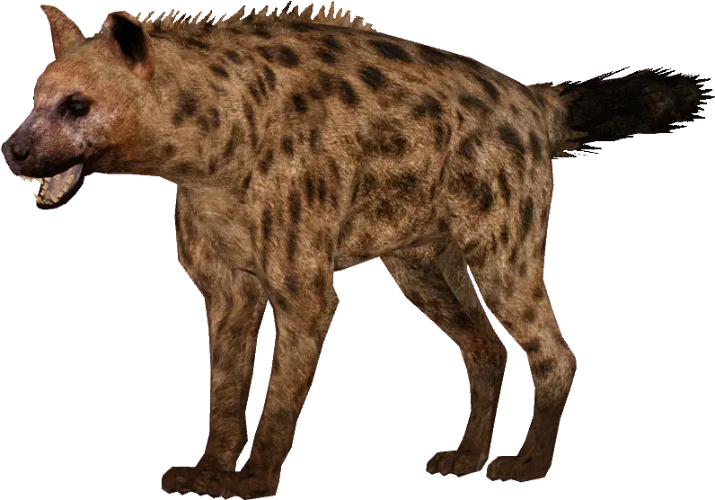 Hyena Png Image File