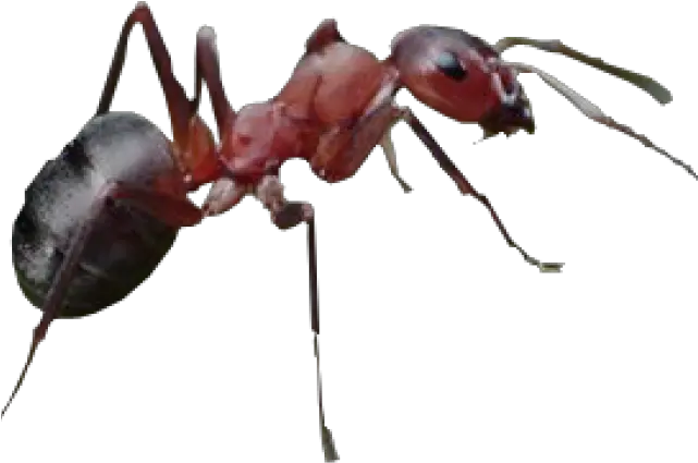 Ant Png Transparent Images 17 Transparent Background Ant Png Ant Png