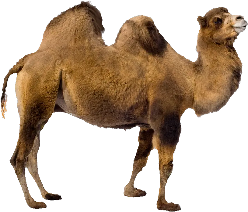 Camel Animaltransparentpngimagesfreedownload021 Free Camel Transparent Background Png Rihanna Transparent Background