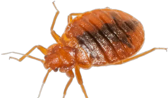 Bed Bugs Png 2 Image Bed Bug Images Png Bugs Png