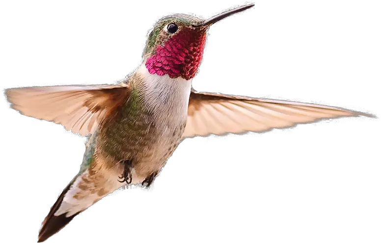 Broad Tailed Hummingbird Hummingbird Transparent Background Png Hummingbird Png