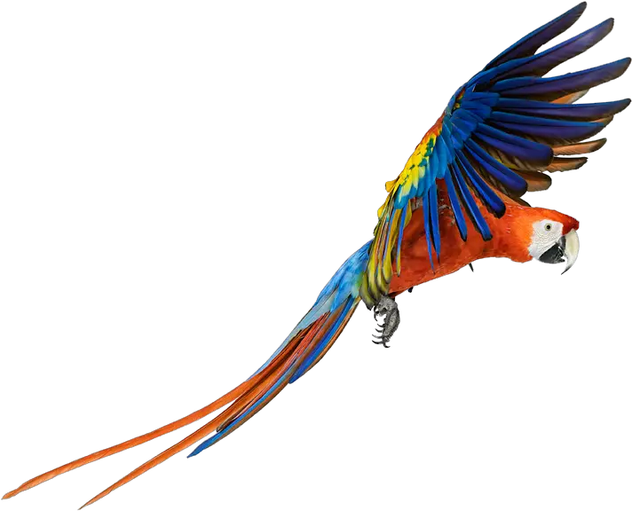 Macaw Png Transparent Images All Macaw Png Parrot Transparent