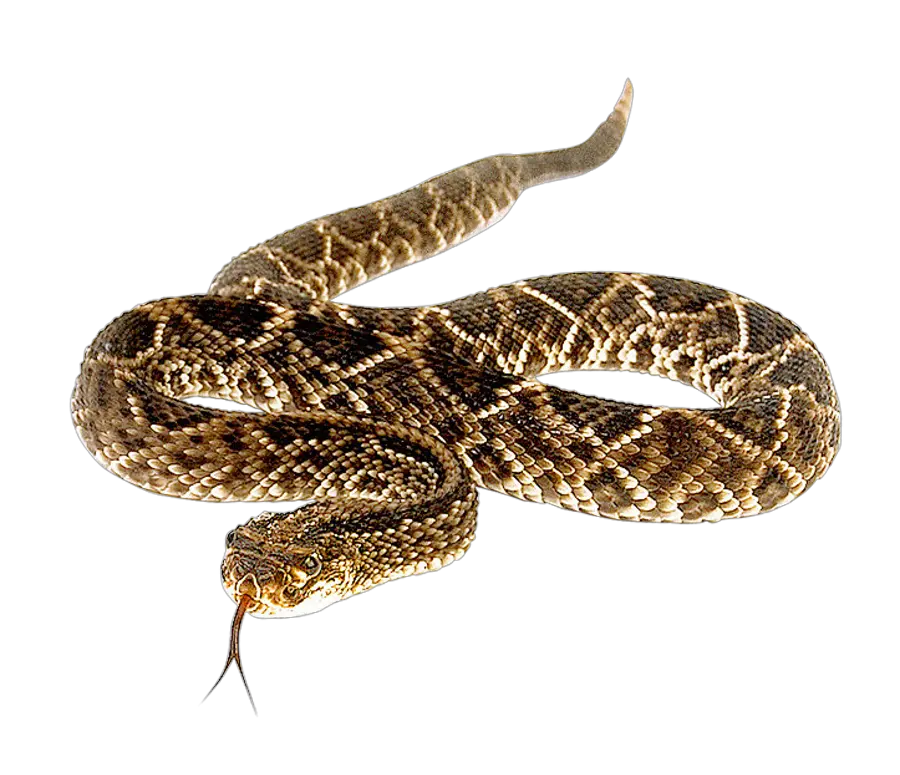 Download Snake Free Png Transparent Image And Clipart Eastern Diamondback Rattlesnake Png Snake Transparent Background