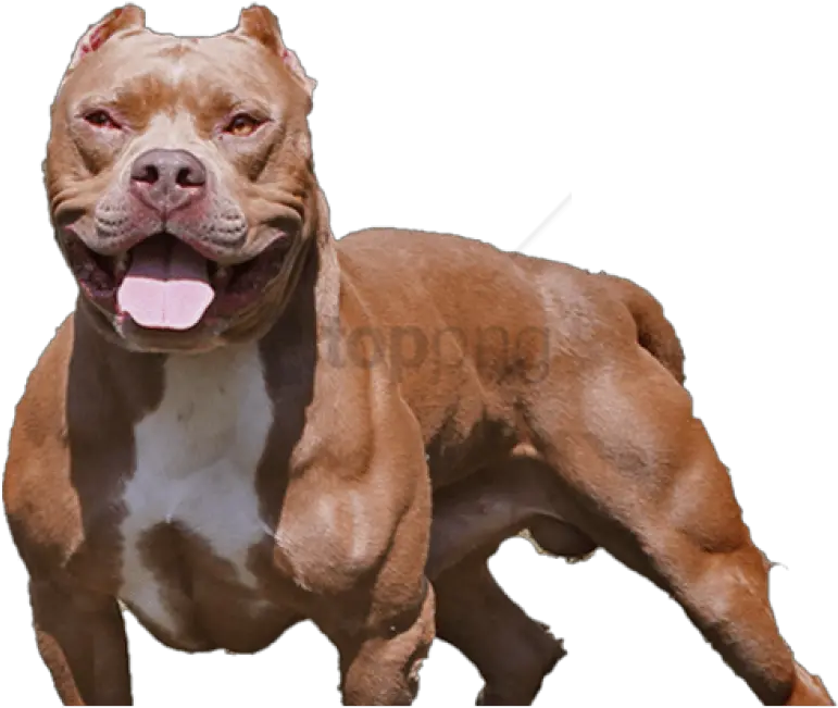 Dog Png Pitbull Images Transparent Background Pitbull Png Pitbull Png
