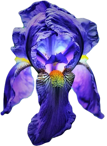 Download Hd Go To Image Still Life Photography Png Iris Flower Png
