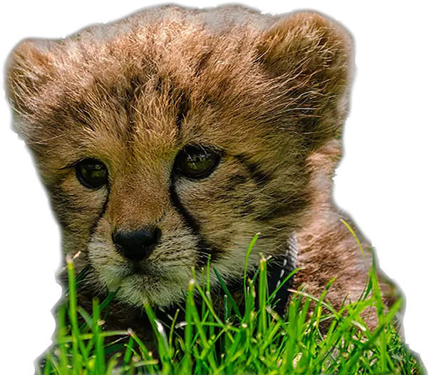 Image Cheetahcubslide National Zoo U0026 Aquarium Cheetah Cubs Png Cheetah Transparent