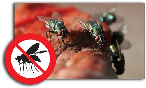 My Pest Pros Fly Control Fairfax Va Housefly Png Flies Png