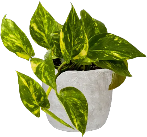 170mm Epipremnum Devils Ivy In Cement Pot Flowerpot Png Hanging Ivy Png
