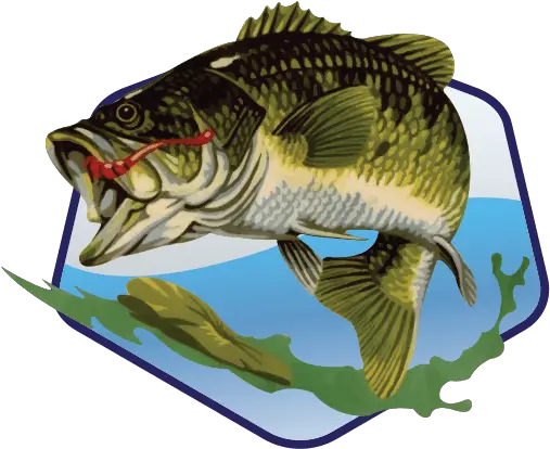 Bass Tank Merchandise Black Bass Png Bass Fish Logo