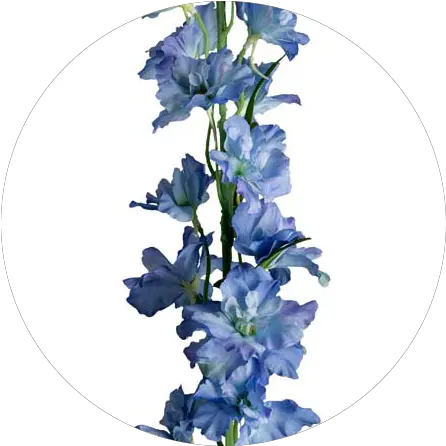 Delphinium 90 Cm Canterbury Bells Full Size Png Download Canterbury Bells Bells Png