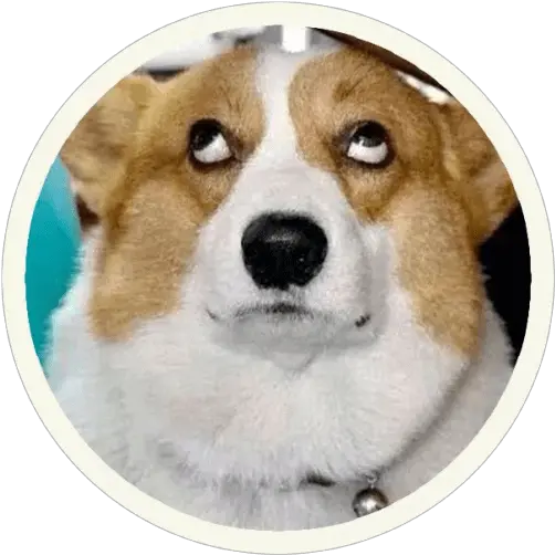 Corgi Sticker Pack V20 For Telegram Telegramguides Funny Pictures Of Corgis Png Corgi Png