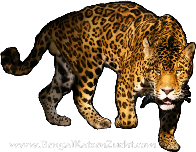 Leopard Png Transparent Image Big Cat Black Background Leopard Png