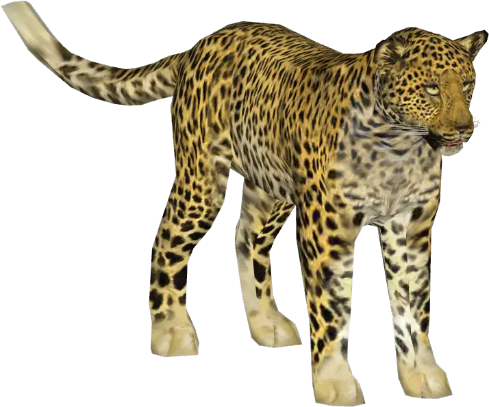 Indian Leopard Indian Leopard Png Leopard Png