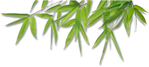 Bamboo Leaves Png 3 Image Bamboo Png Bamboo Leaves Png