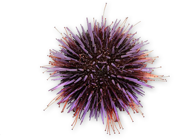 Purple Urchin 1 Png Purple Sea Urchin Sea Urchin Png