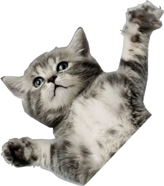 One Cat Png Transparent Catpng Images Pluspng Cats The Best Pets Cat Transparent Background