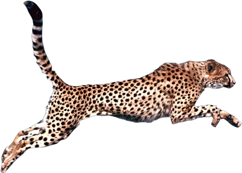 Cheetah Png Transparent Cheetah Transparent Background Cheetah Transparent