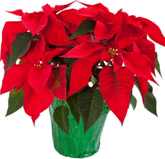 Transparent Png Image Como Cuidar Da Planta Poinsettia Poinsettia Png