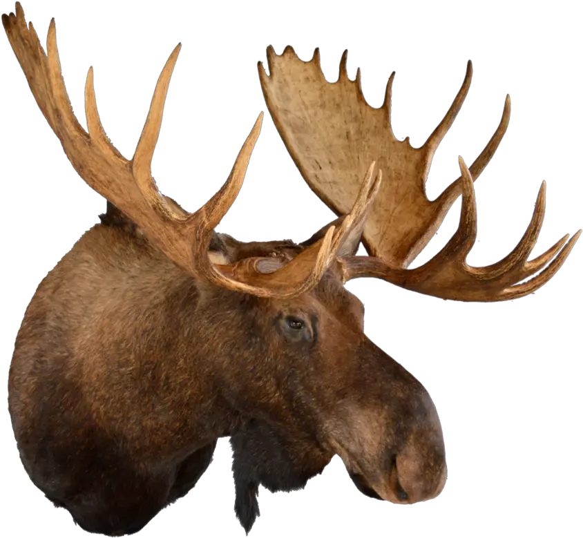 Gallery Northfork Taxidermy Maypng Moose Head Png Moose Png