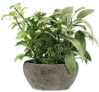 9 Inch Herb Garden Png