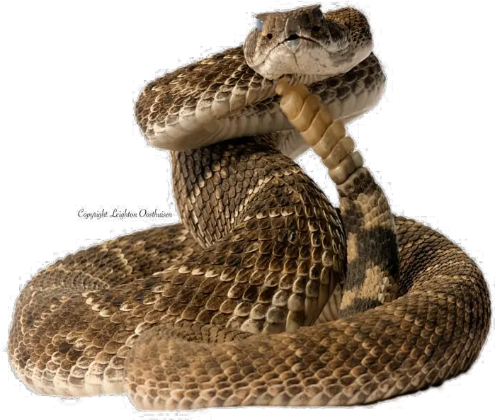 Diamondback Snake Png Pic Transparent Rattlesnake Png Rattlesnake Png