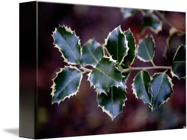 Holly Leaves By Berton Sierens American Holly Png Holly Leaves Png