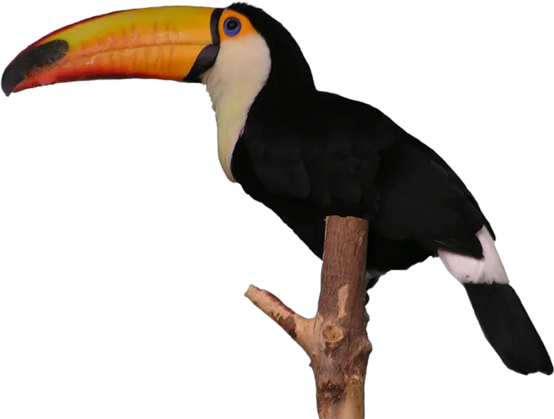 Aves Toucan Clip Art Library Tucanes Png Toucan Png