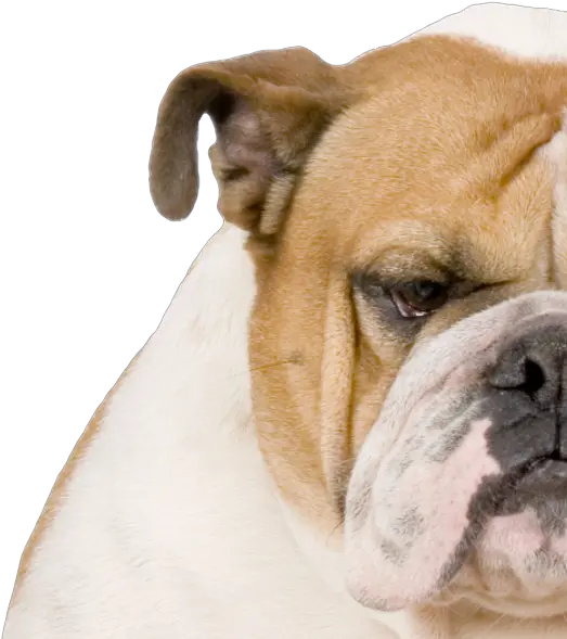 Easy Proactive Monitoring Of Processes Programs Files Amazing Bulldog Png Bulldog Transparent Background