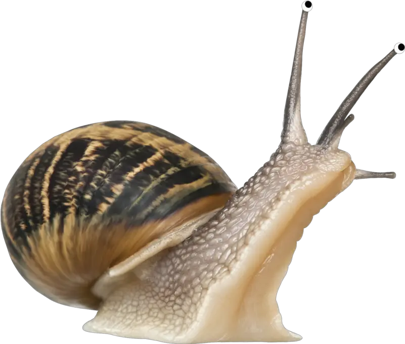 Png Snails Snail Transparent Png Snail Transparent