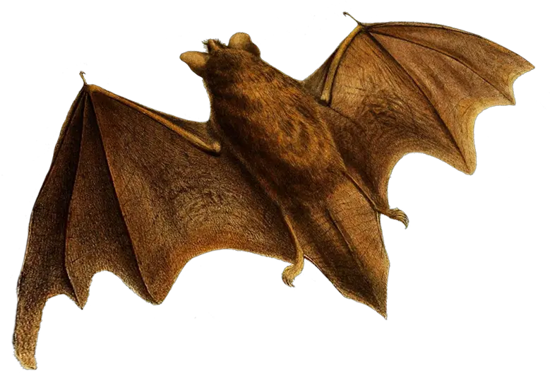 Bat No Background Little Brown Myotis Png Bat Transparent Background