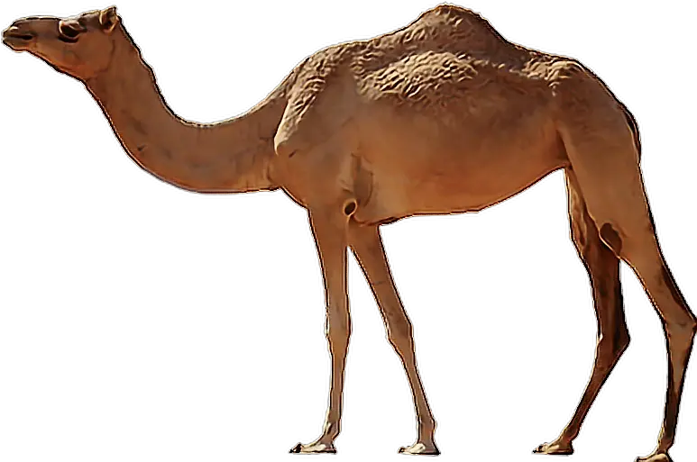 Camel Transparent Camel Definition Png Camel Transparent