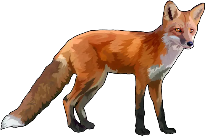 Fox Transparent Image Fox With No Background Png Fox Transparent