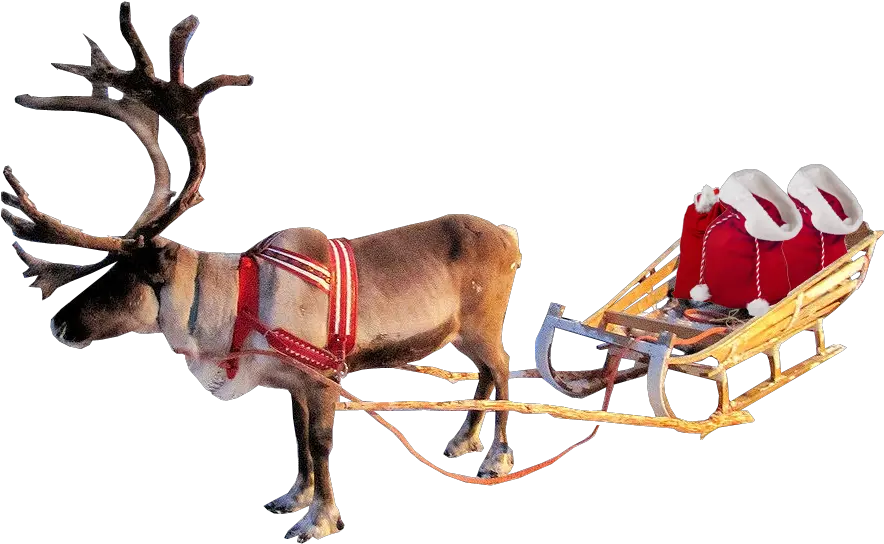 Reindeers No Background Free Png Images Real Reindeer On Sleigh Reindeer Png